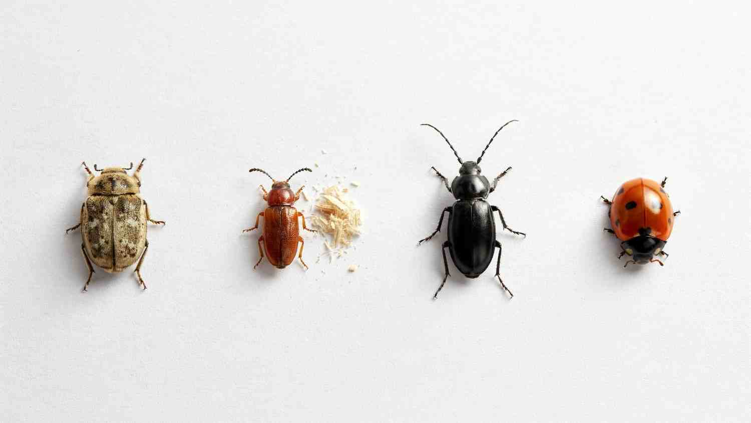 House_Beetle_Identification_Chart